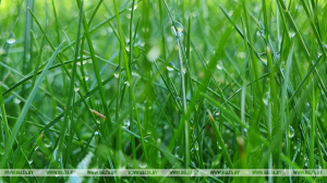 Кратковременные дожди и до +25°С ожидается сегодня в Беларуси