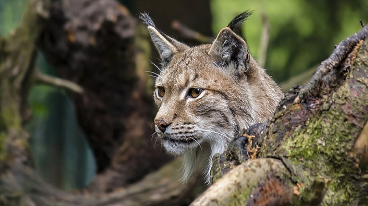 В каких областях Беларуси больше всего рысей, рассказали в БООР