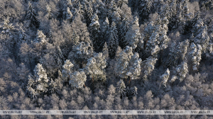 В Беларуси в 2022 году число выявленных фактов причинения вреда окружающей среде возросло в 1,4 раза