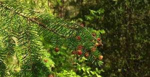 В Беларуси лесом покрыто 40,2% территории