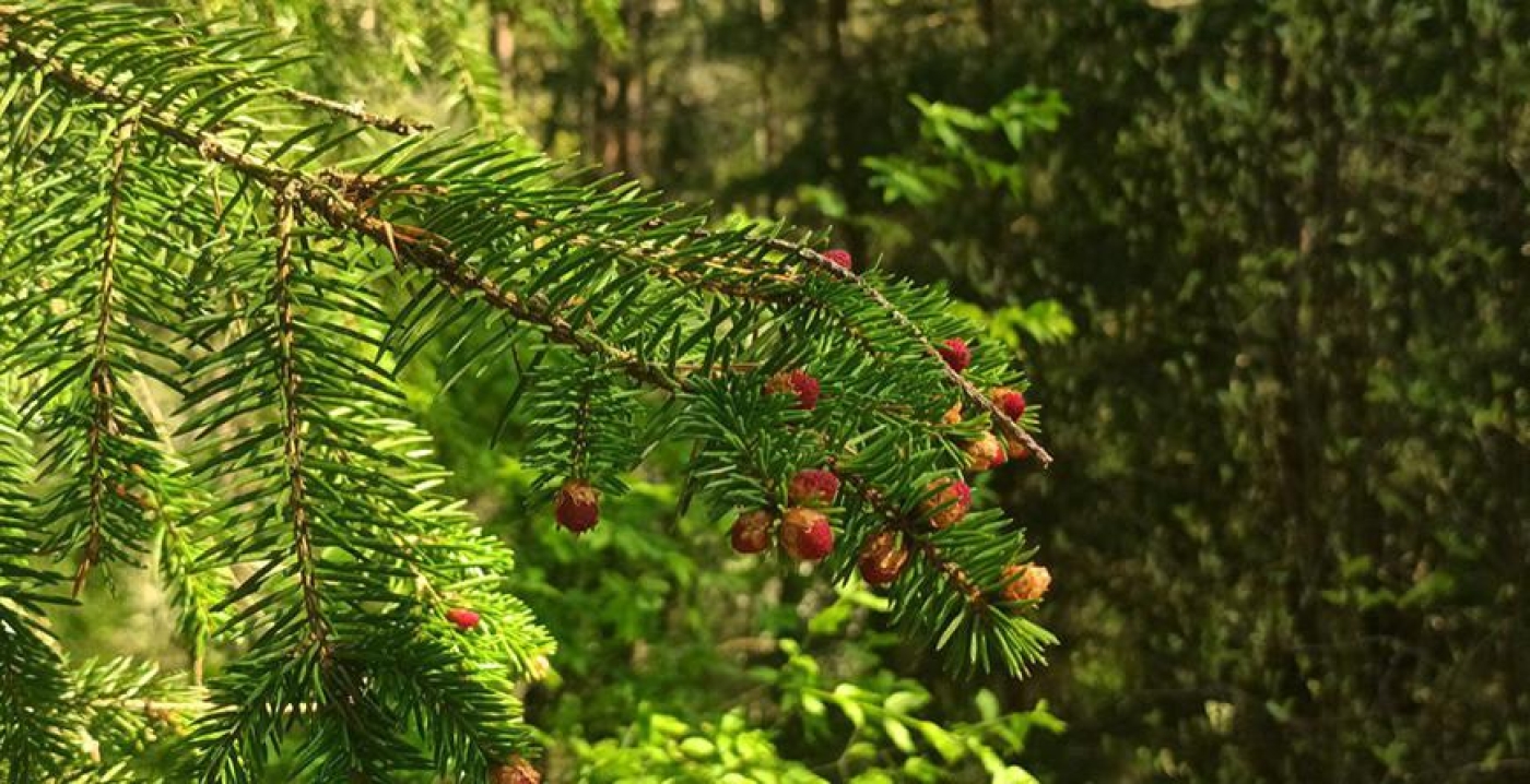 В Беларуси лесом покрыто 40,2% территории