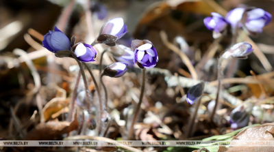 Туман и грозы ожидаются 25 апреля в Беларуси