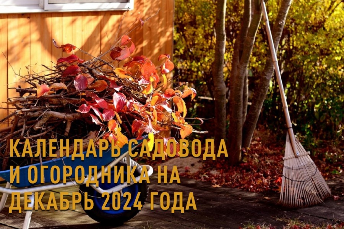 Календарь садовода и огородника на декабрь 2024 года