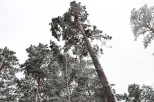 Места произрастания краснокнижного вида в Червенском районе переданы под охрану