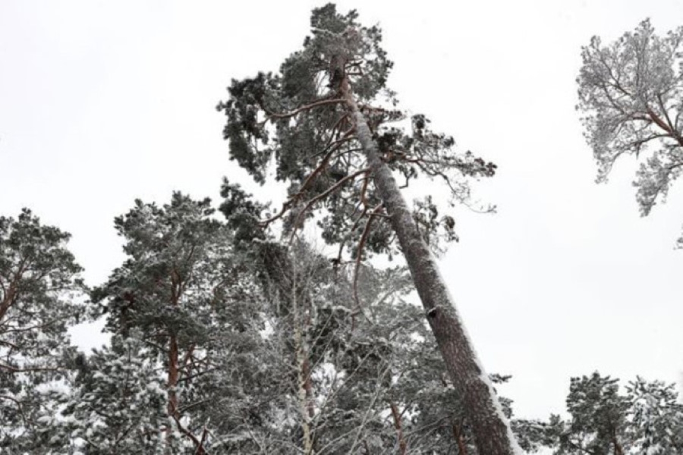 Места произрастания краснокнижного вида в Червенском районе переданы под охрану