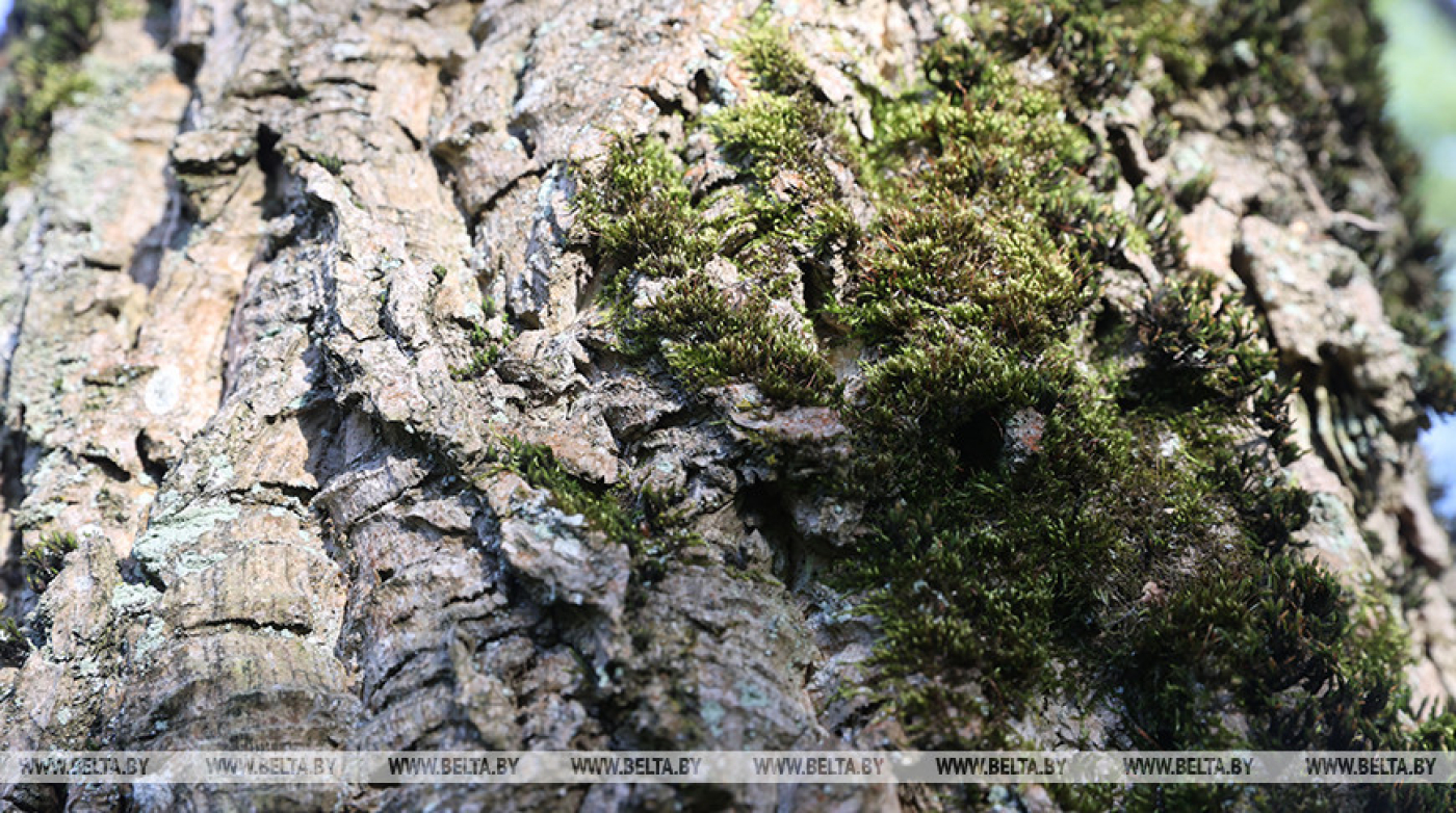 Как не потеряться в лесу: советы от МЧС