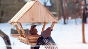 Слабый туман, гололедица и снег прогнозируются сегодня в Беларуси