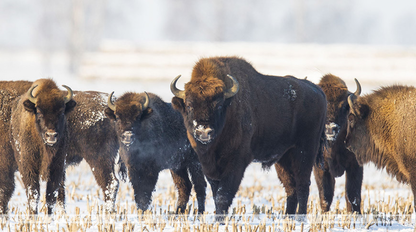 Всемирный день дикой природы в Беловежской пуще предлагают отметить тематической экскурсией