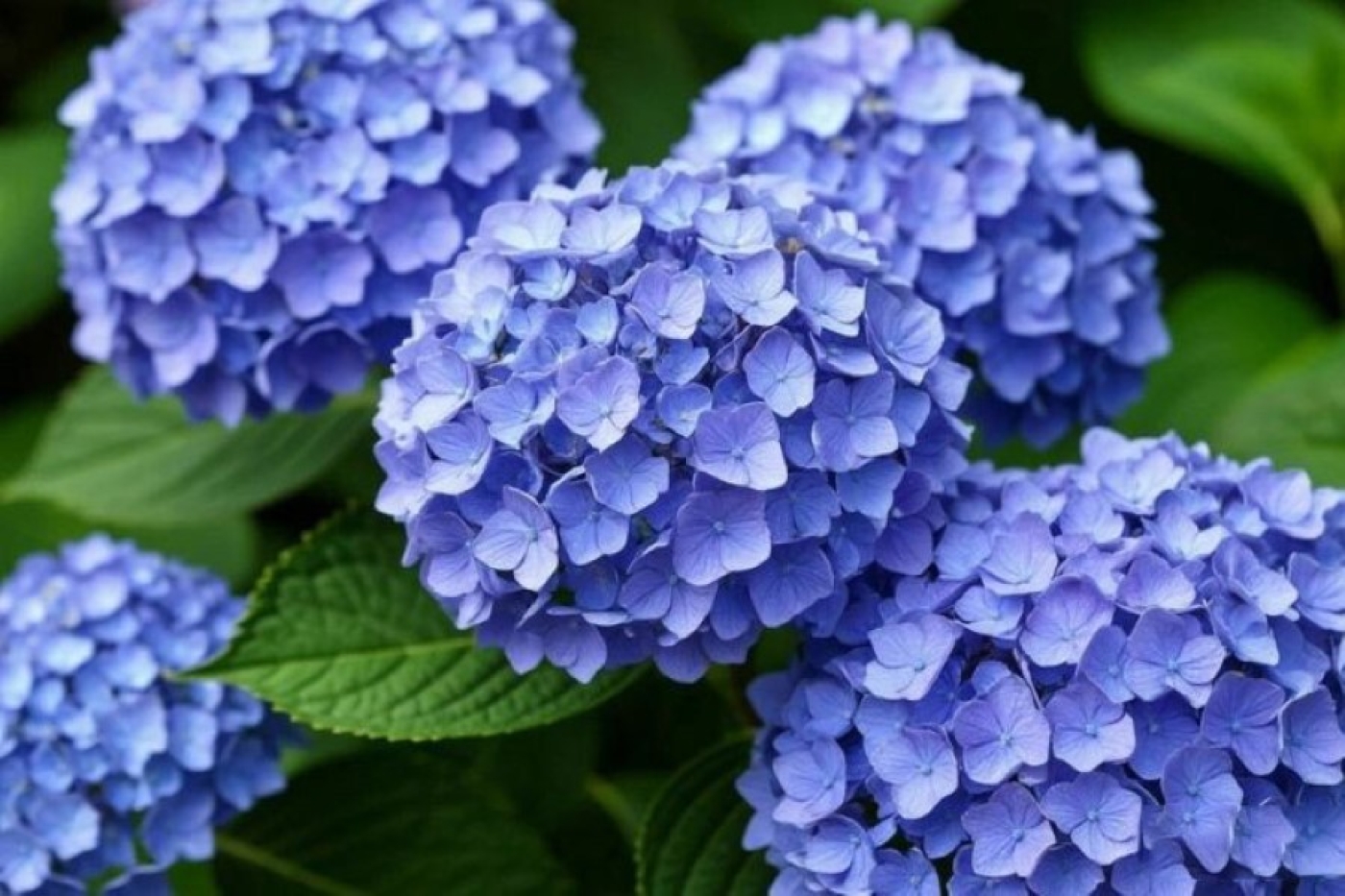 Секрет пышного цветения гортензии: простая весенняя подкормка