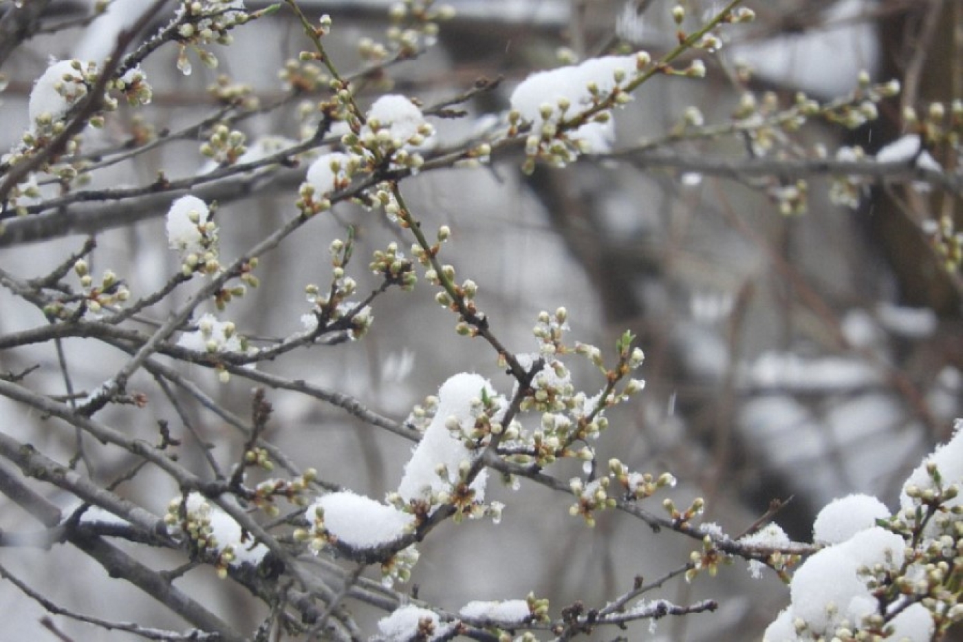 Февральская обработка сада – секрет, о котором многие молчат