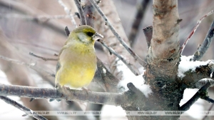 Слабый туман, дождь и гололедица прогнозируются сегодня в Беларуси