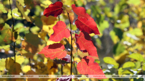 До +14°С и порывистый ветер ожидаются сегодня в Беларуси