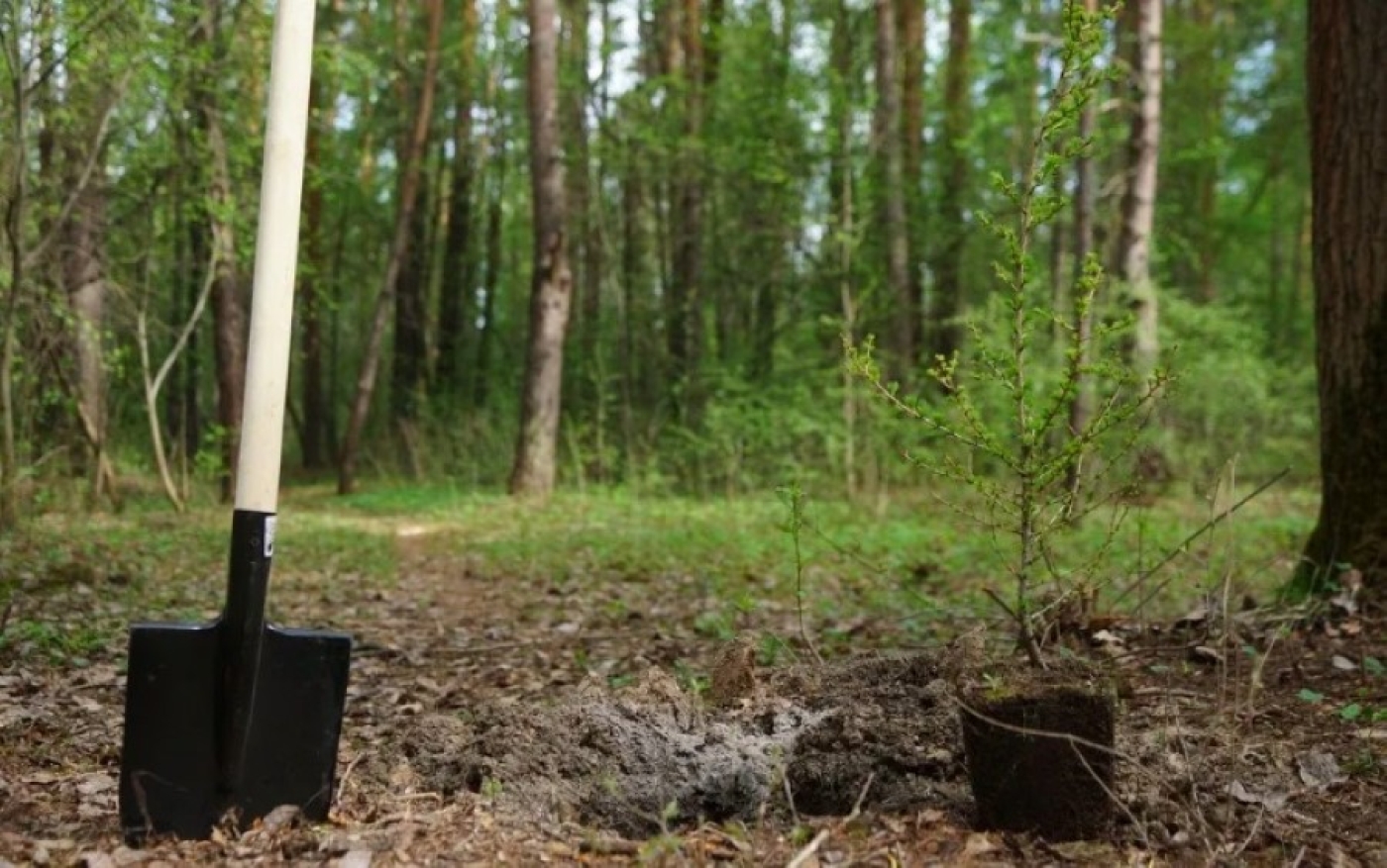 В Беларуси теперь можно брать деревья в лесу бесплатно