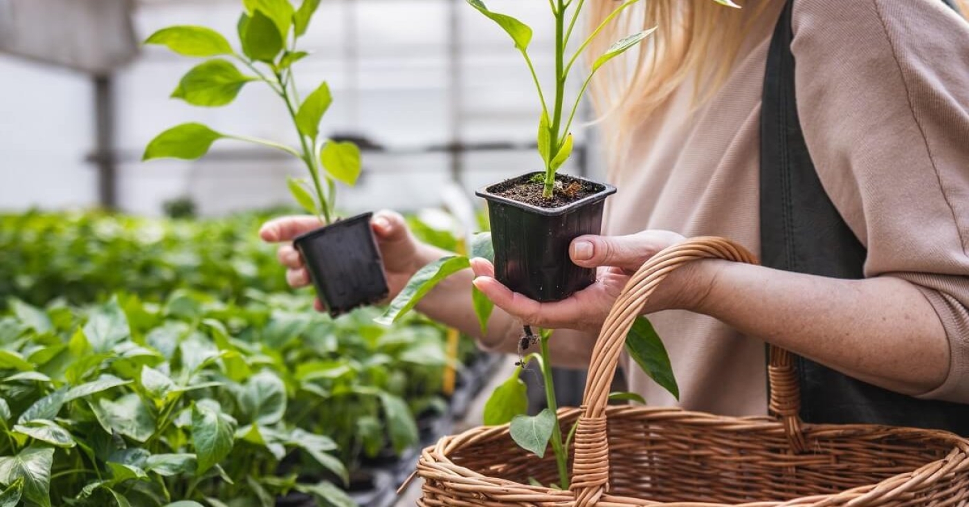 Покупайте саженцы правильно!