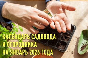 Календарь садовода и огородника на январь 2026 года