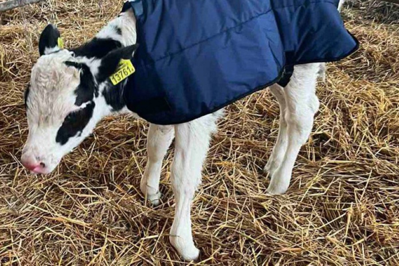 Холод укрепляет иммунитет. Ученый о том, какие морозы выдерживают новорожденные телята