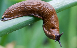 Слизни исчезнут быстро и надолго: нашли хитрый план