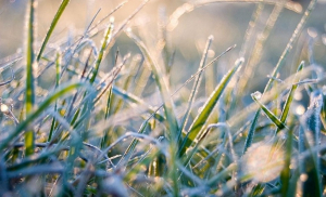 Ночные заморозки и порывистый ветер ожидаются 17 октября