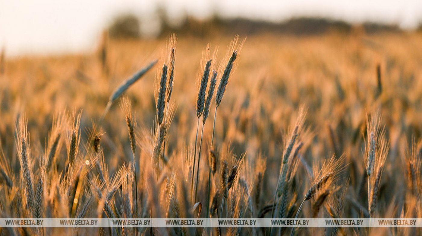 "Умрите, но положите на стол то, о чем мы договорились". Лукашенко поставил главную задачу перед АПК