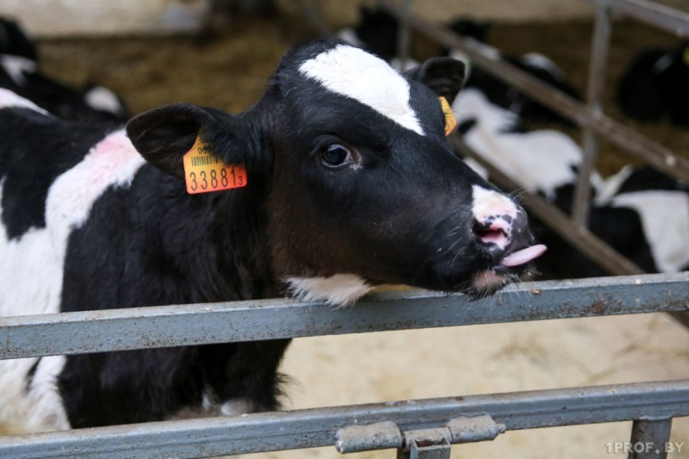 За падеж скота – к ответу