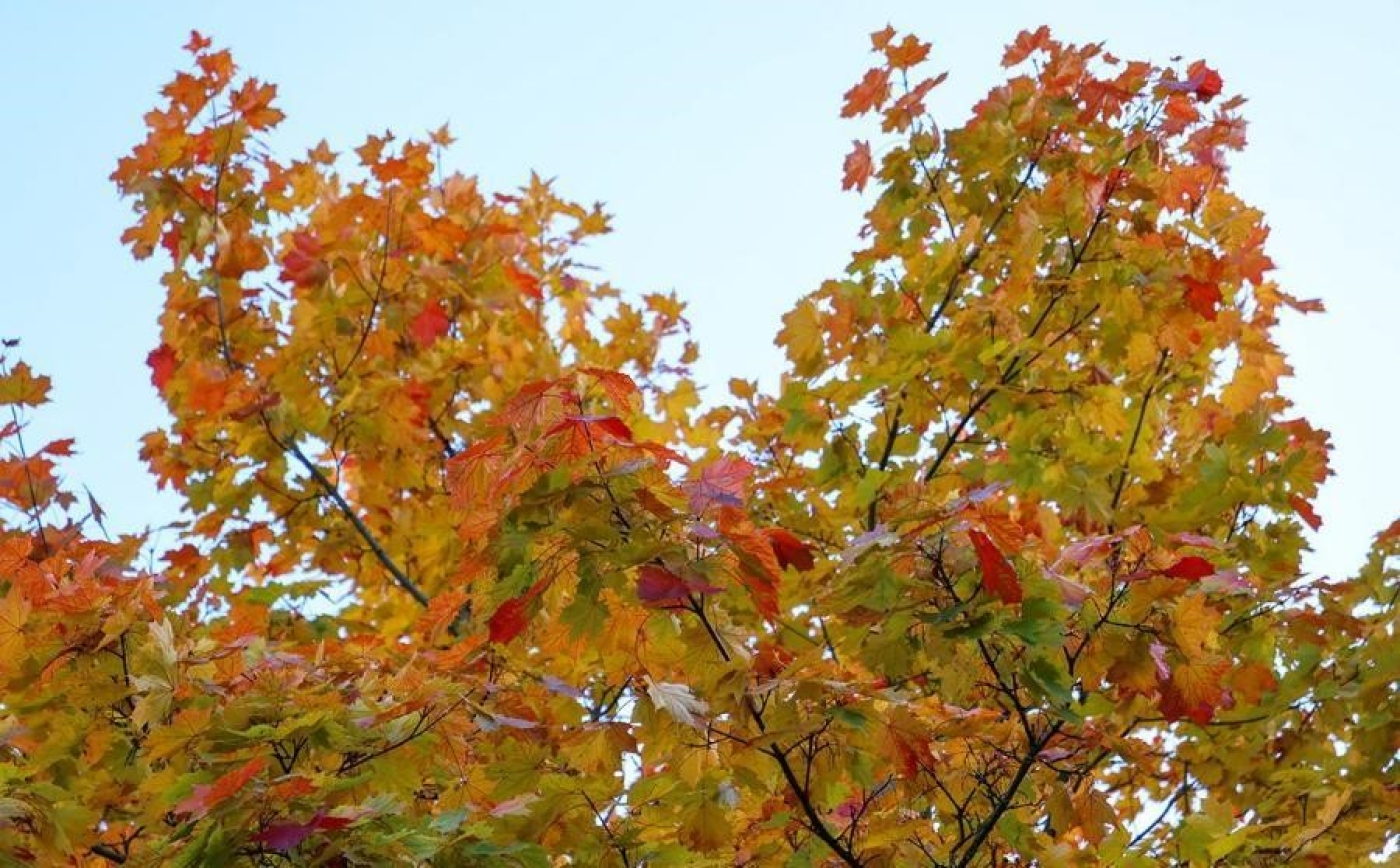 Погода в Беларуси 22 октября: без осадков, местами слабый гололед и туман и от -1 °С до +15 °С