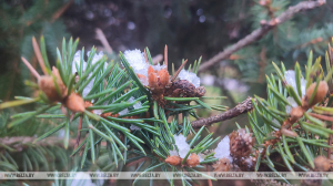 Небольшой снег и до -6°С будет в Беларуси 18 ноября