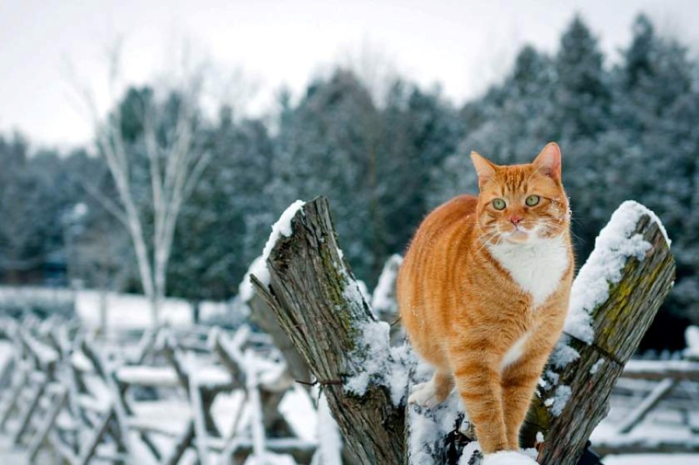Погода в Беларуси 17 февраля: оранжевый уровень опасности из-за мороза ночью до -29 °С