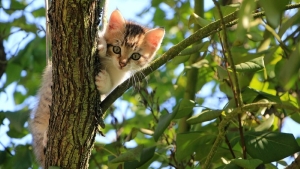 Прогноз погоды на 12 августа: кратковременные дожди, грозы и до +24 °С