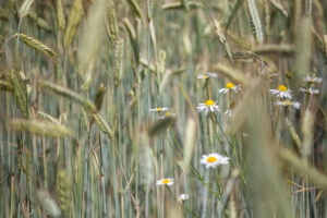 Экспорт сельхозпродукции в 2022 году достиг максимума за весь период независимости Беларуси