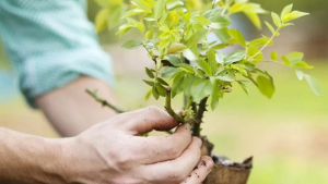 Минприроды проведет в Беларуси 28 октября единый день озеленения