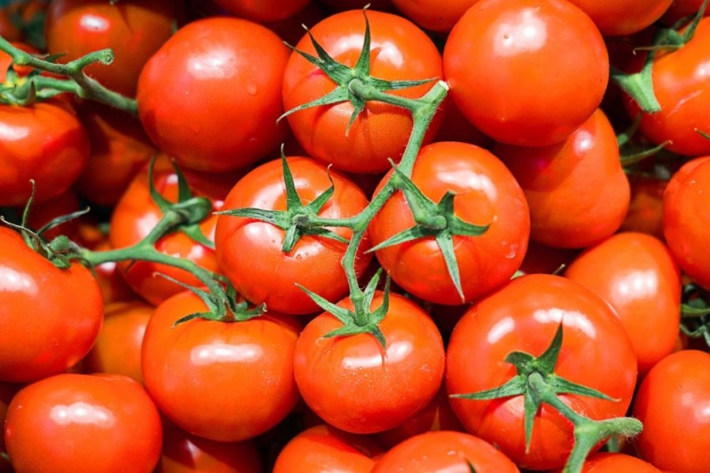 Когда садить помидоры на рассаду в марте 2024 года