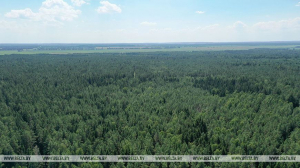 В Беларуси за сутки в лесах потерялись четыре человека