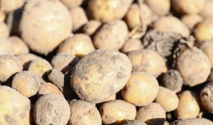 МАРТ: в Беларуси приняты меры, чтобы на полках магазинов было достаточно картофеля