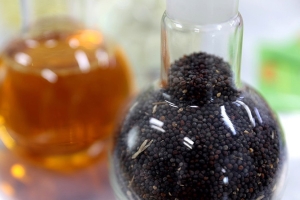 Рапс, зерновые, картофель, сахарная свекла. Как обеспечены аграрии белорусскими семенами