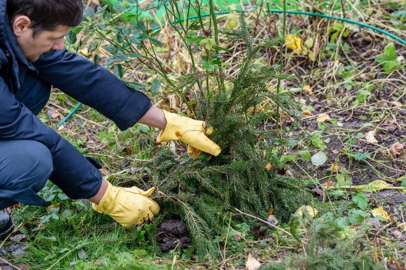 Чем заменить лапник: 7 вариантов укрытия, которые ничуть не хуже