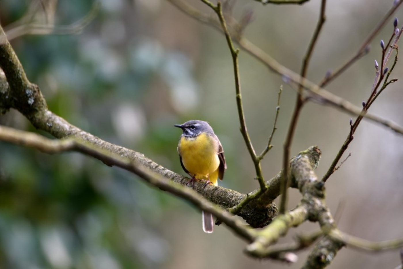 Погода 26 марта: преимущественно без осадков и до +16 °С по югу