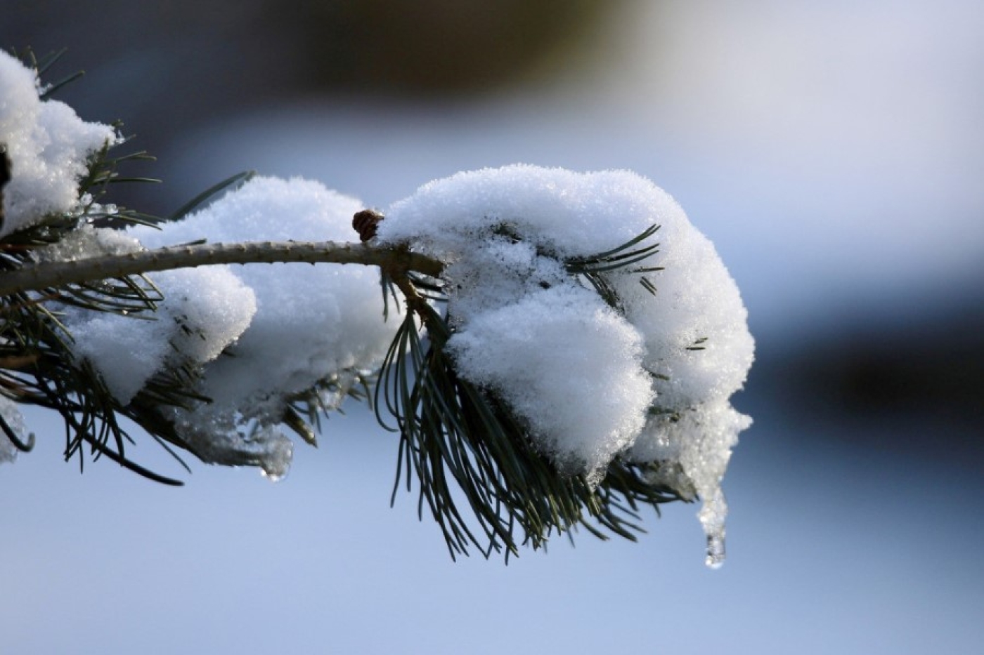 Надолго ли оттепель в Беларуси? Синоптики рассказали о погоде на 12-14 февраля