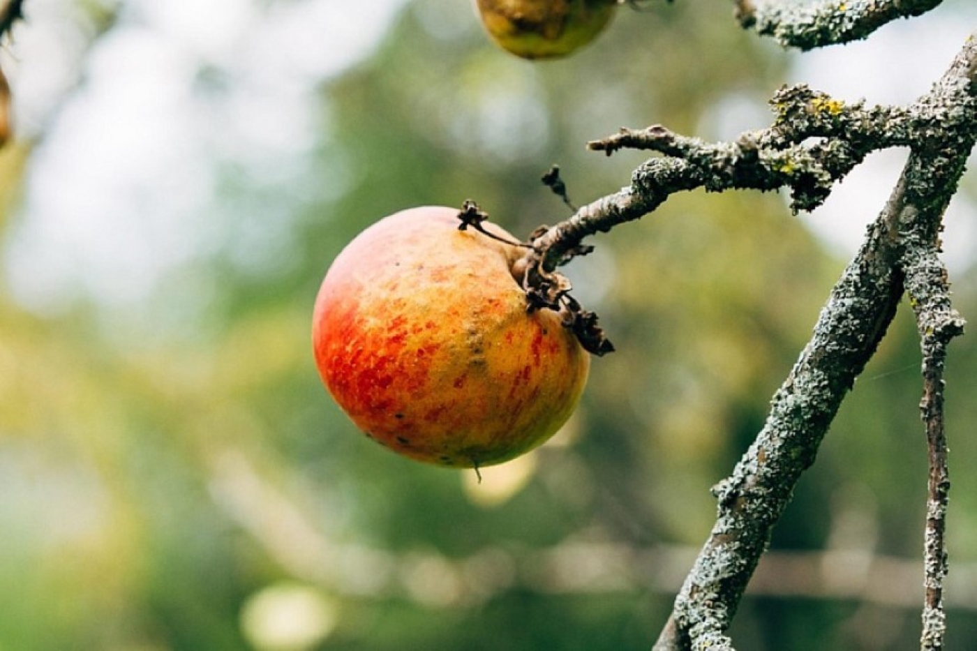 Садоводы, не пропустите: один шаг – и деревья переживут любую зиму