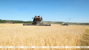 На жатве в Минской области будут работать около 600 горожан