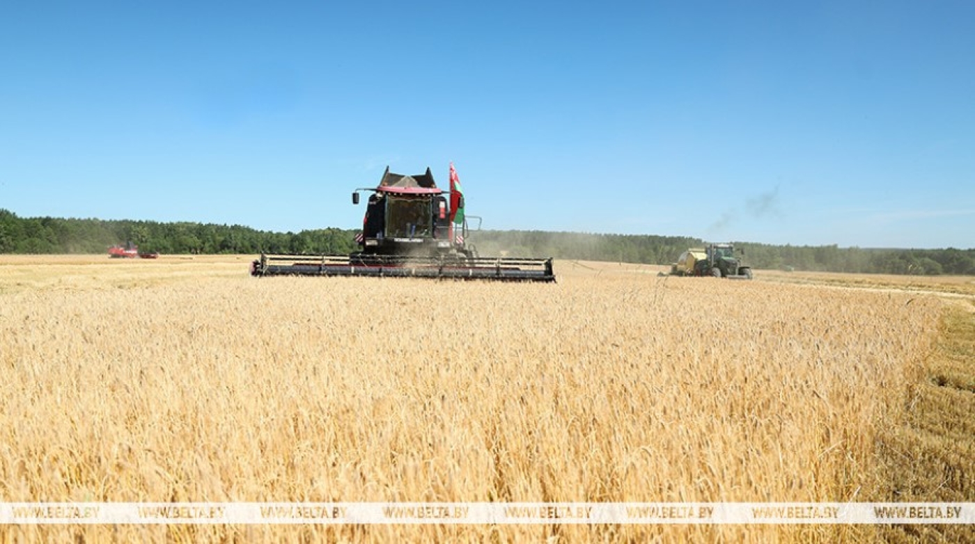 На жатве в Минской области будут работать около 600 горожан