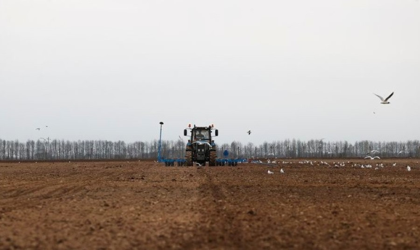 Кукуруза, лен и сахарная свекла: на каких площадях высадят сельхозкультуры этой весной