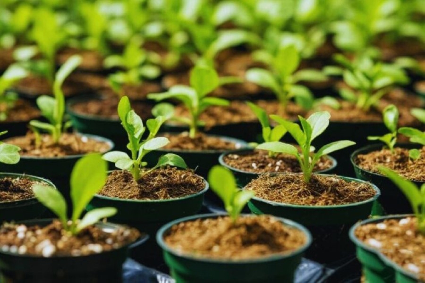 Что посеять в марте: проверенный список культур