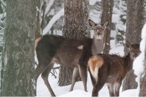Зимний день в Березинском биосферном заповеднике