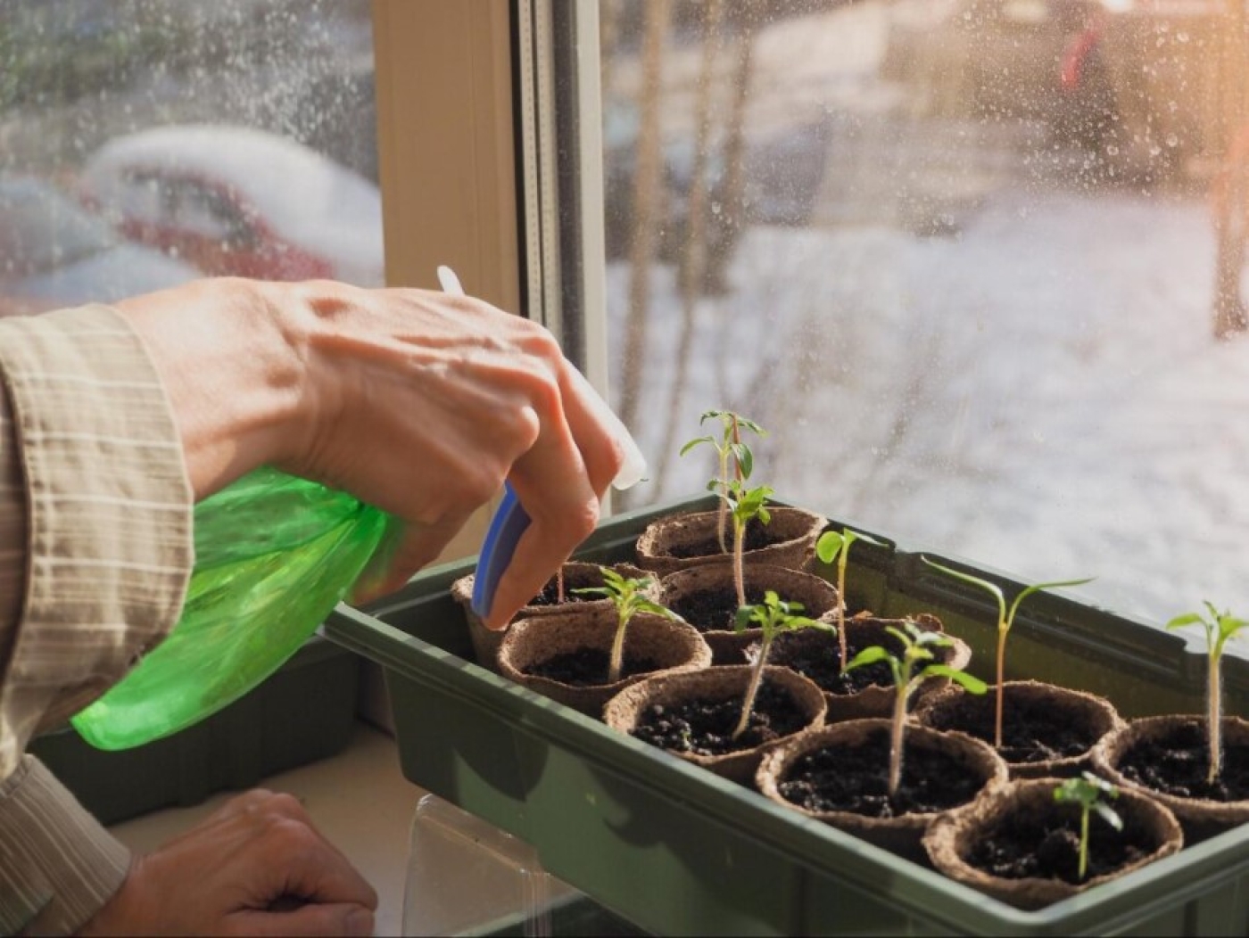 Посевной календарь на март 2024 года. Когда сажать на рассаду овощи и цветы