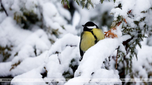 Сильный порывистый ветер и мокрый снег ожидаются сегодня в Беларуси