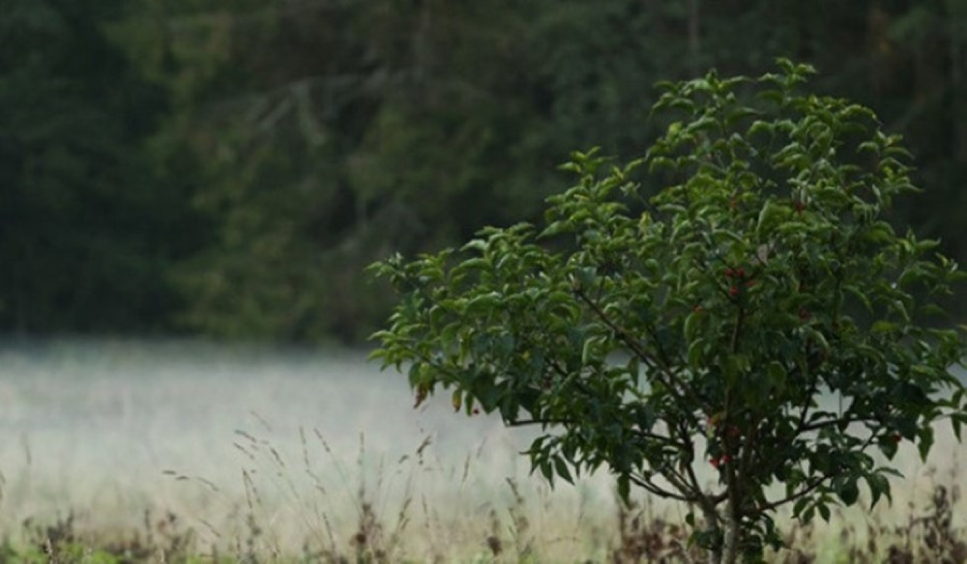 Грозы и дожди пройдут на большей территории Беларуси
