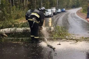 Упавшие деревья и отключение электричества. Последствия непогоды в Минской области.