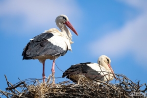 Настоящего тепла ждать не стоит. Рябов рассказал о погоде в Беларуси с 26 апреля по 3 мая