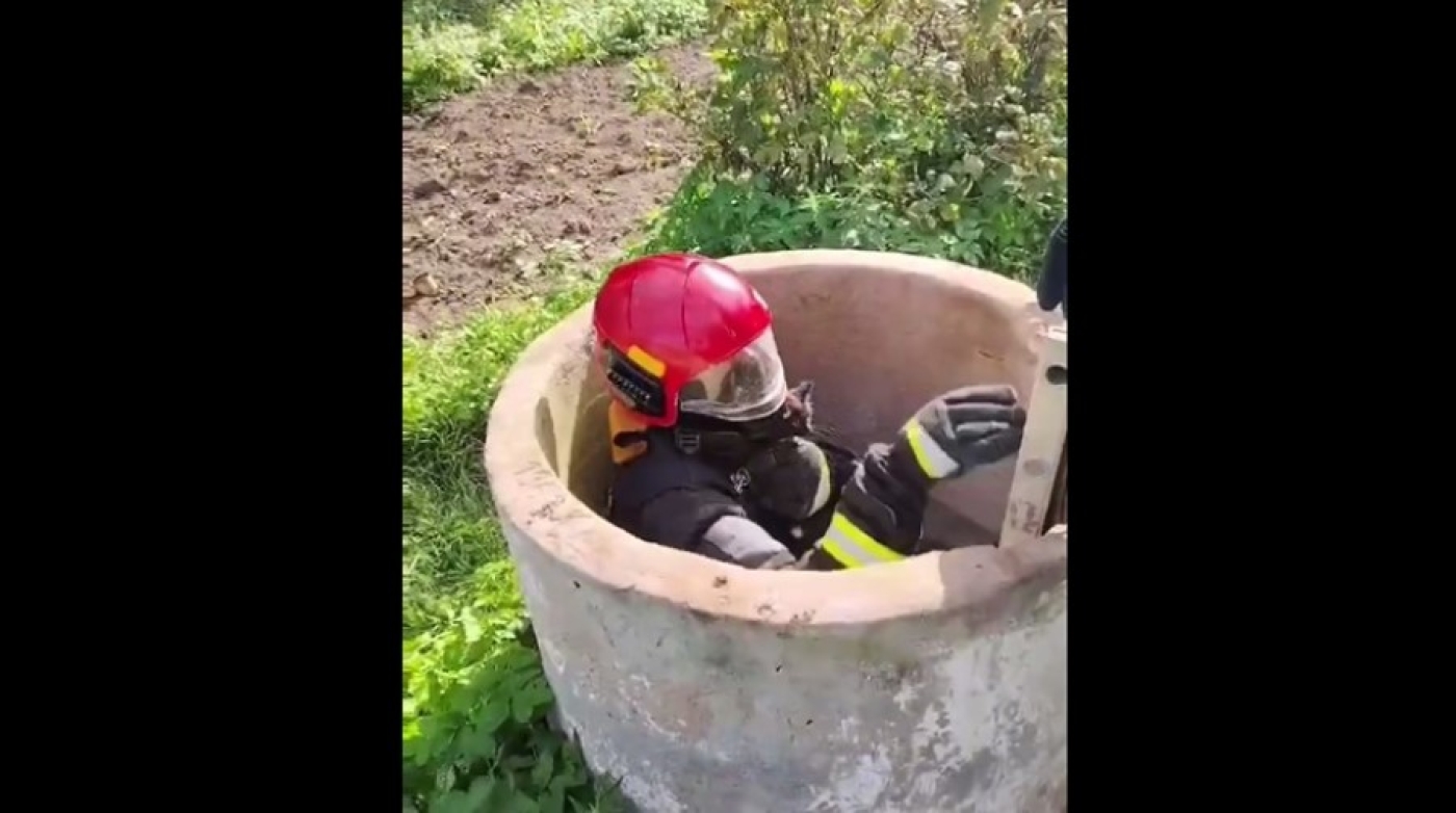 Работники МЧС спасли кошку с котенком из пересохшего колодца