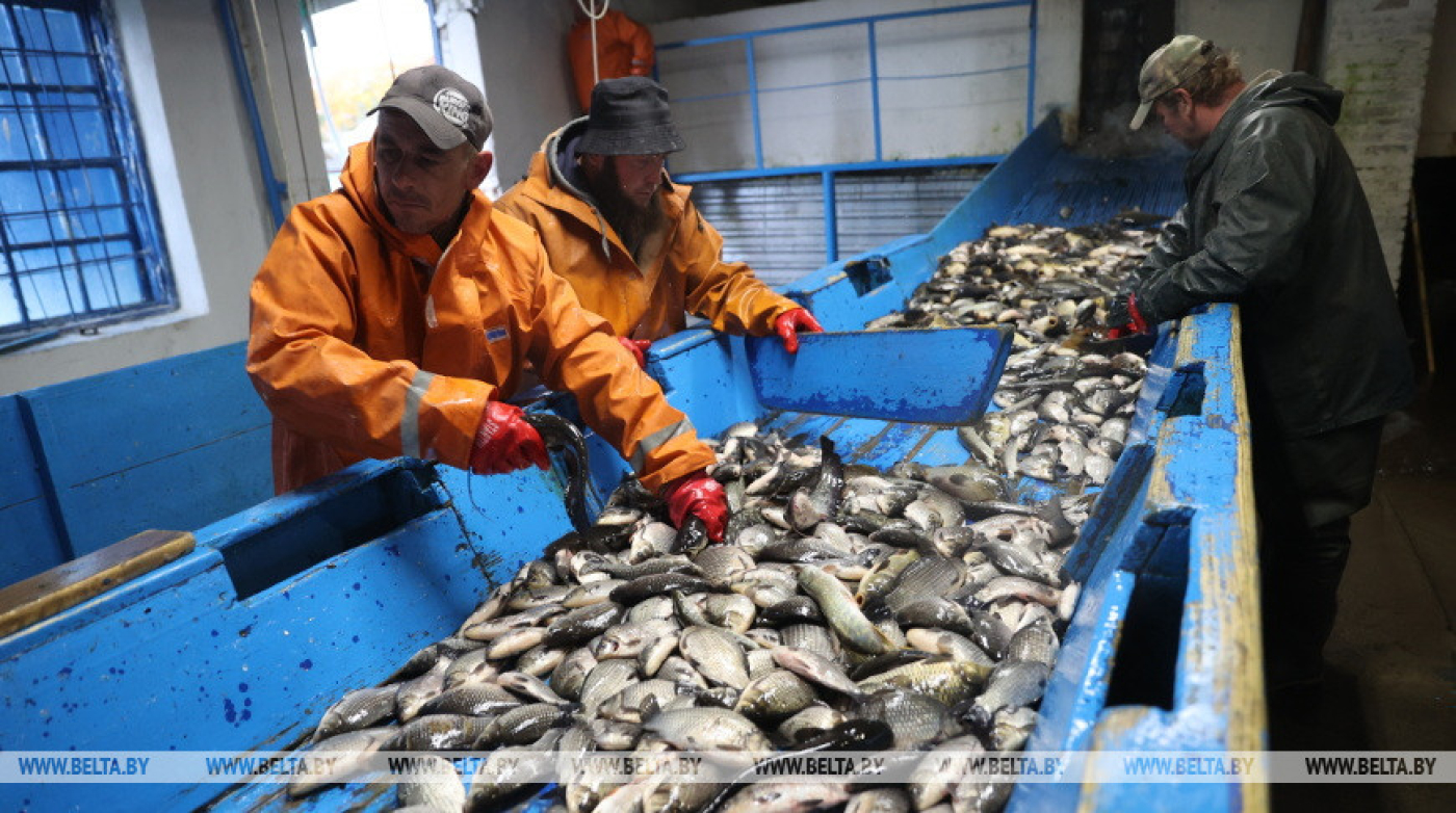 Не только карп, но и форель. В "Белводхозе" рассказали, как развивается рыбная отрасль страны